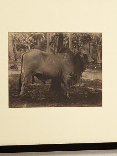 Circa 19th Century Photograph of a Brahma Bull India