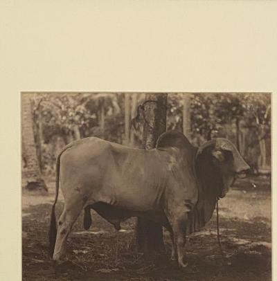 Circa 19th Century Photograph of a Brahma Bull India