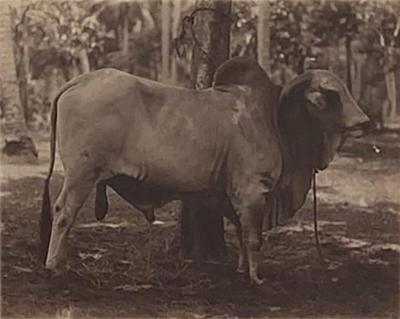 Circa 19th Century Photograph of a Brahma Bull India