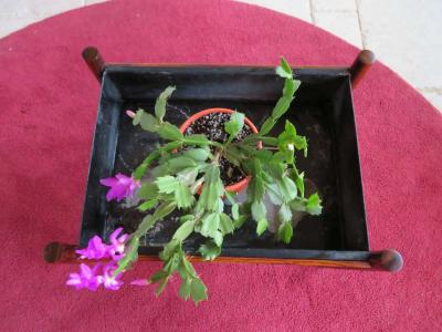 Classic Danish Modern Minimalist Rosewood Planter with Metal Insert