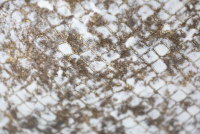 Claude Conover Claude Conover Chrapas Vessel