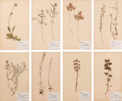 Collection of 8 Framed Swedish Large Herbarium Studies