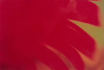 Color Photograph Detail Of A Red Flower