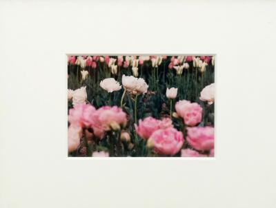 Color Photograph of Pink Flowers