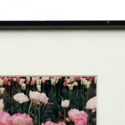 Color Photograph of Pink Flowers