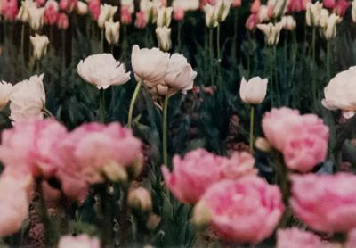 Color Photograph of Pink Flowers