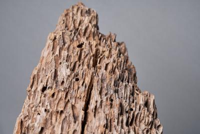 Colossal Tree Trunk Sculpture Africa 20th century