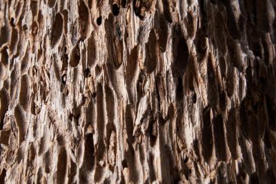 Colossal Tree Trunk Sculpture Africa 20th century