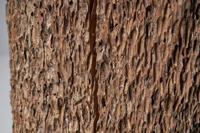 Colossal Tree Trunk Sculpture Africa 20th century