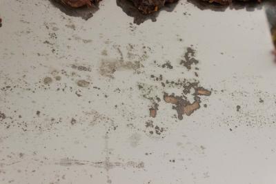 Continental Burl Root Mirror