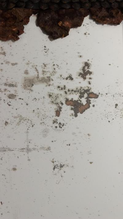 Continental Burl Root Mirror