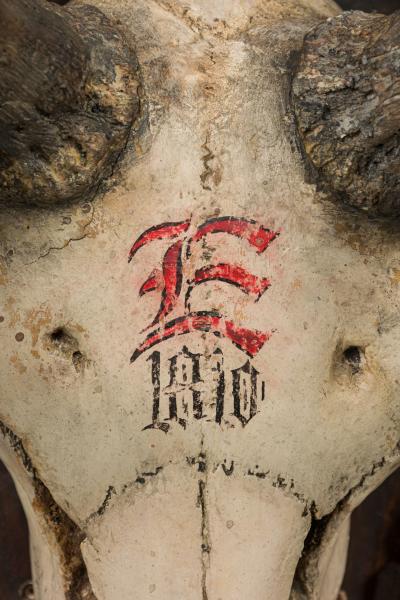 Continental Rustic Wall Plaque of Elk Head with Red Painted E on Curved Plaque