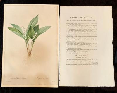 Convallaria Majalis Print Hand Colored Engraving Signed P J Redoute