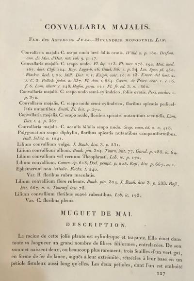 Convallaria Majalis Print Hand Colored Engraving Signed P J Redoute