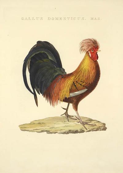 Cornelius Nozeman Pair of Chickens