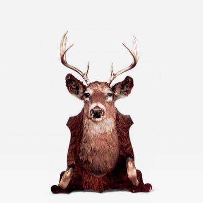 Country Taxidermy Dear Head Hatrack