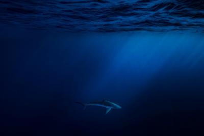 Cristina Mittermeier Azul 6 