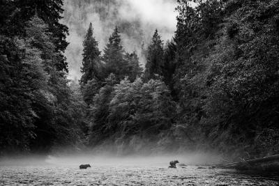 Cristina Mittermeier Bear Duet