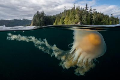 Cristina Mittermeier Egg Yolk Jellyfish 2 6 