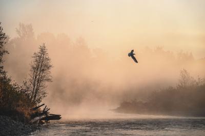 Cristina Mittermeier Flight at Dawn 6 