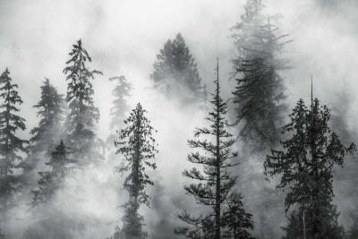 Cristina Mittermeier Foggy Trees 2 6 