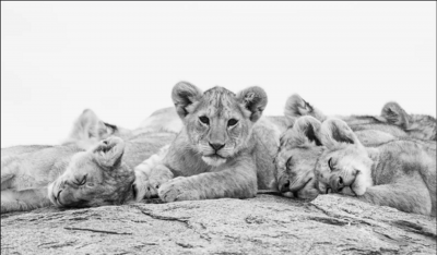 Cristina Mittermeier I WANT TO NAP