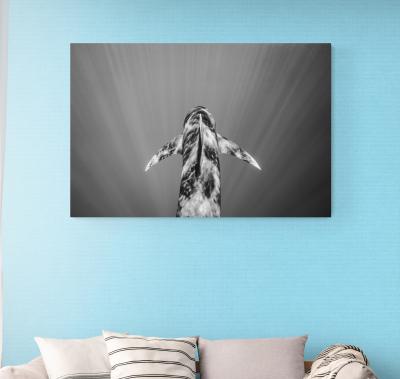 Cristina Mittermeier Into the Light 6 