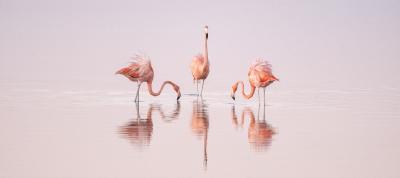 Cristina Mittermeier Pink Dancers 6 