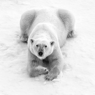 Cristina Mittermeier Polar Master 6 