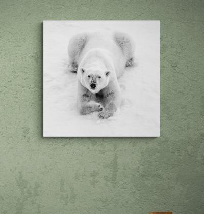 Cristina Mittermeier Polar Master 6 