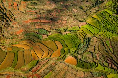 Cristina Mittermeier Rice Paddy II