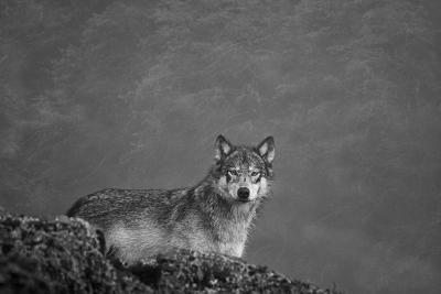Cristina Mittermeier She Wolf 6 
