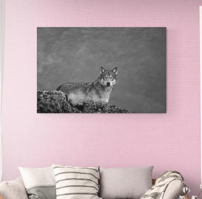 Cristina Mittermeier She Wolf 6 