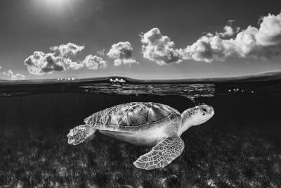 Cristina Mittermeier The Traveler 3 