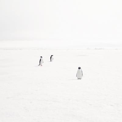 David Burdeny Adeli Penguins on Fast Ice Antarctica