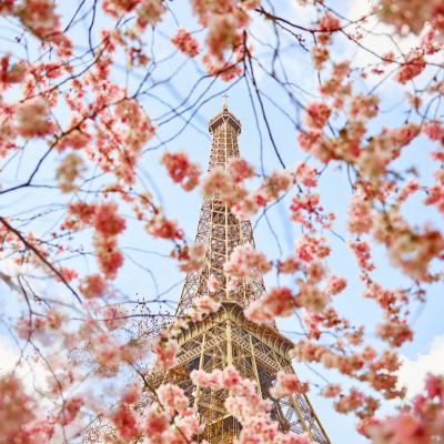 David Burdeny Cherry Blossoms Paris France