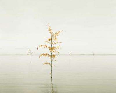 David Burdeny Orange Leaves Ariake Sea Japan