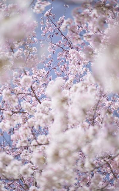 David Burdeny Sakura 1 Kyoto 