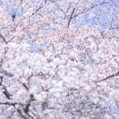 David Burdeny Sakura 8 