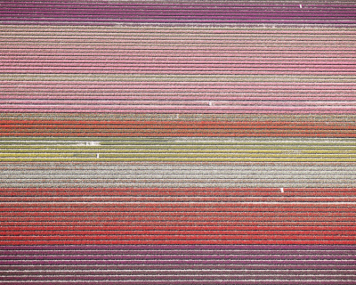 David Burdeny Veld 11 Tulips 11 Noordoostpolder Netherlands