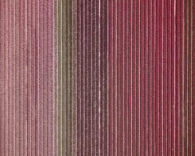 David Burdeny Veld 12 Noordoostpolder Flevoland The Netherlands