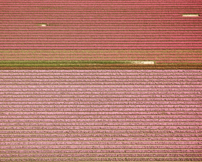 David Burdeny Veld 4 Tulips 04 Noordoostpolder Netherlands