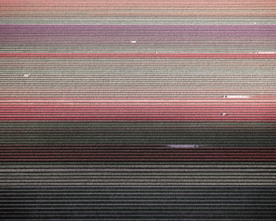 David Burdeny Veld 5 Tulips 01 Noordoostpolder Netherlands
