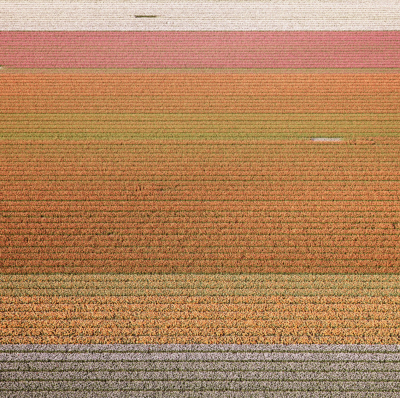 David Burdeny Veld 6 Tulips 03 Noordoostpolder Netherlands