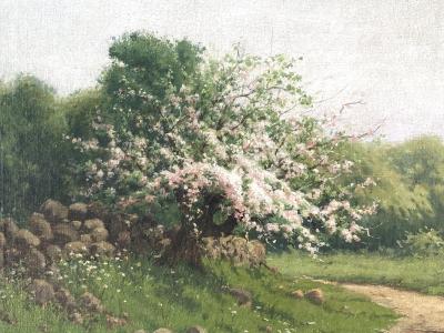 David Clark Apple Blossom Time 
