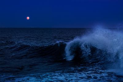 David Drebin Malibu Moonshine