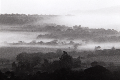 David Hamilton Vineyards