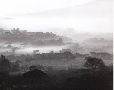 David Hamilton Vineyards