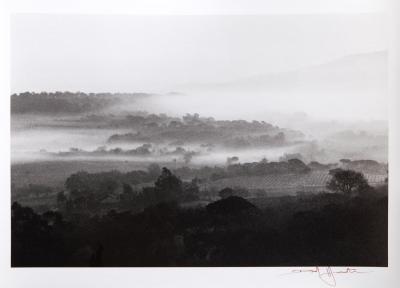 David Hamilton Vineyards