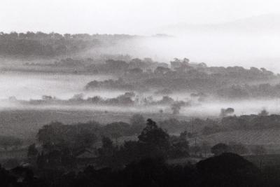 David Hamilton Vineyards